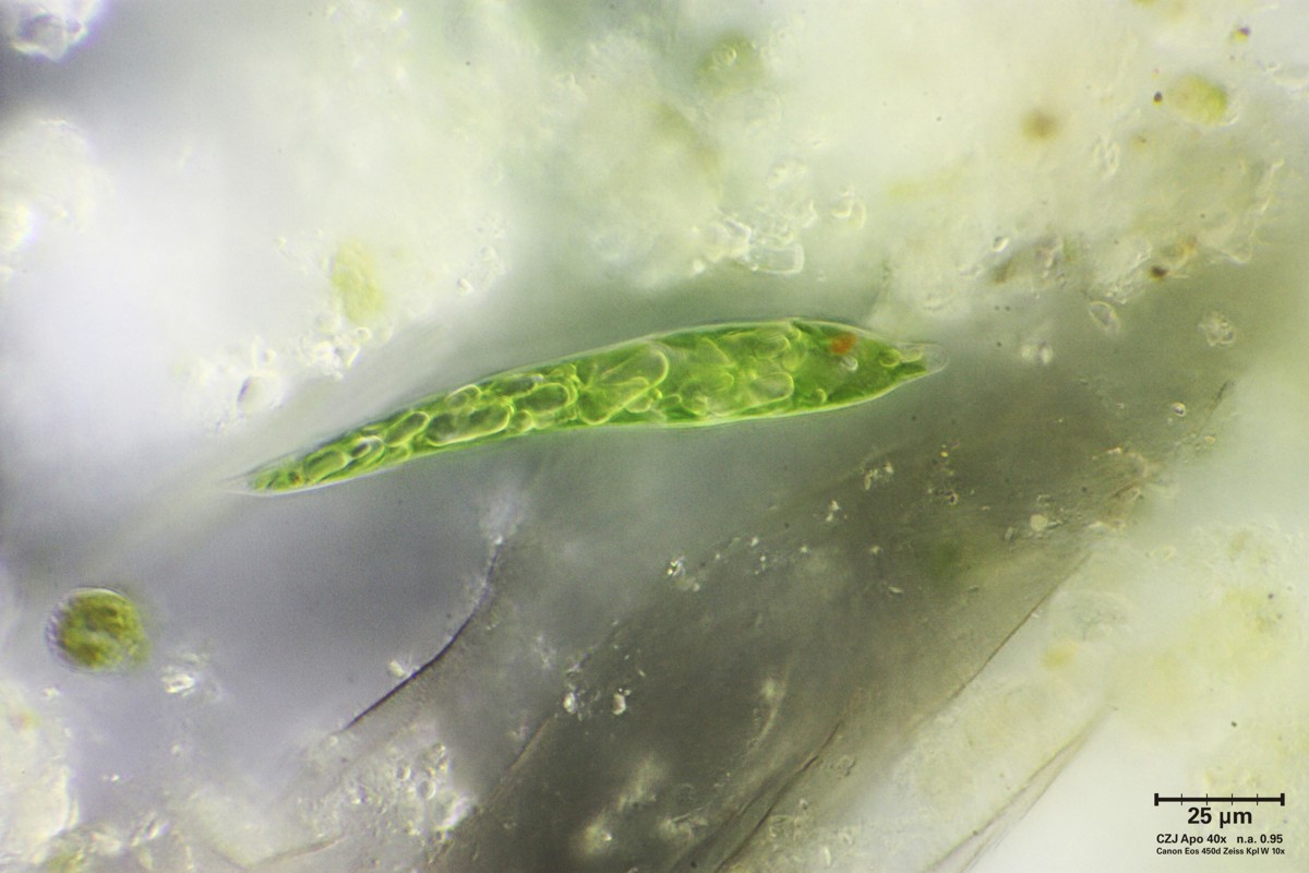 Euglena